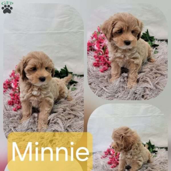minnie, Maltipoo Puppy